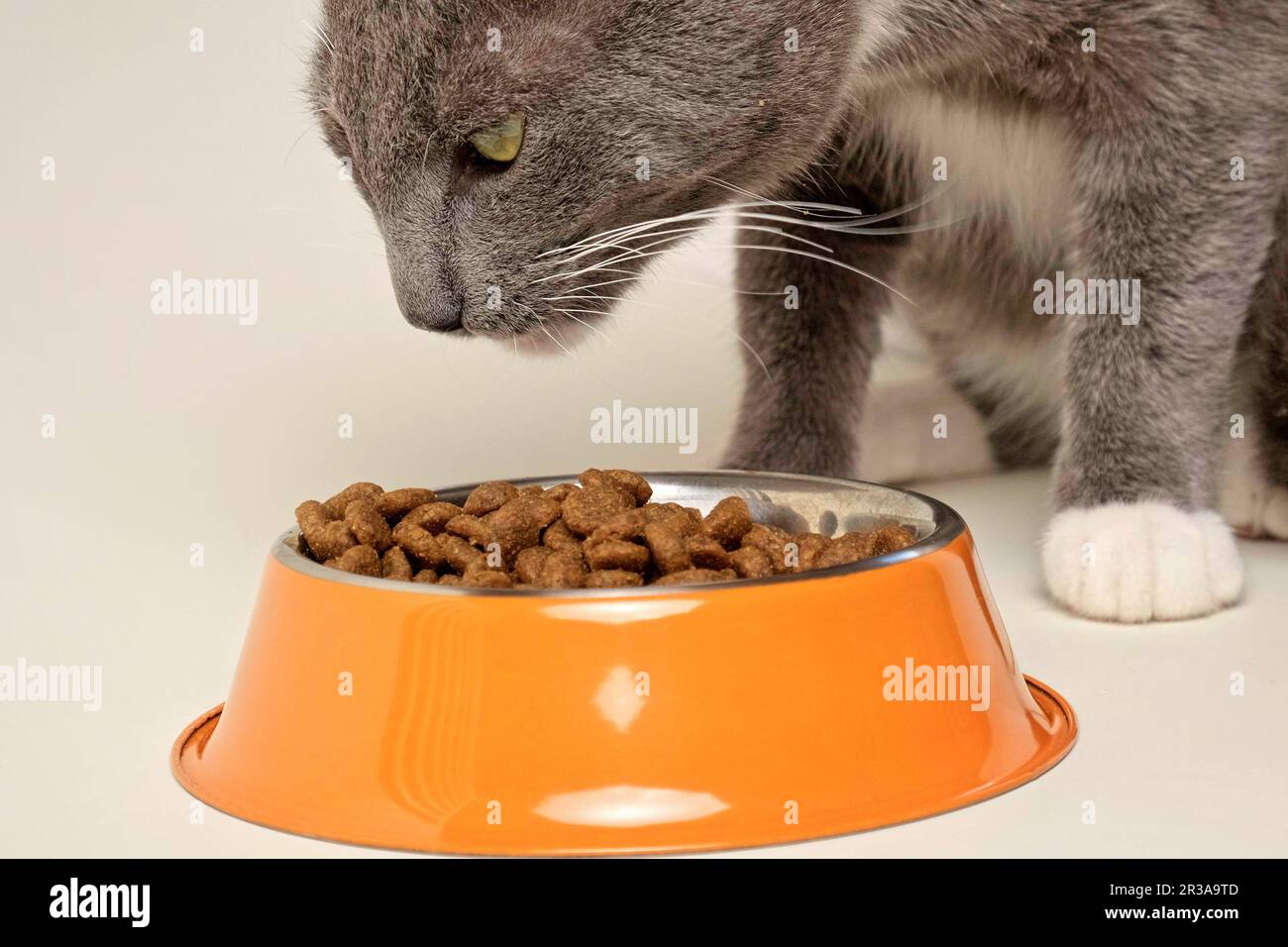 Tabby cat food top