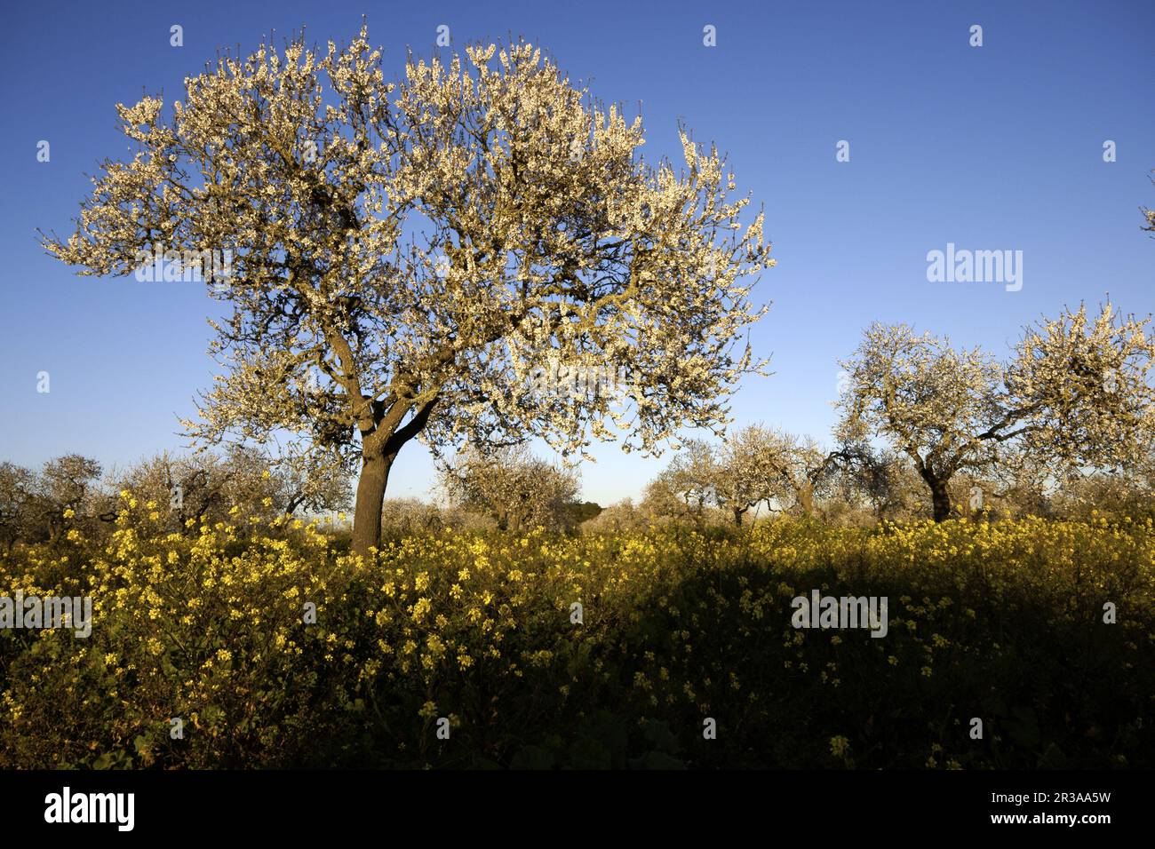Primavera en mallorca hi-res stock photography and images - Alamy