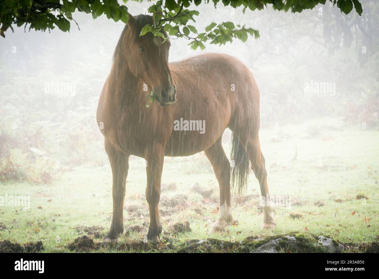 caballo bajo las hayas, fagus Sylvaticus, parque natural Gorbeia,Alava- Vizcaya, Euzkadi, Spain. Stock Photo