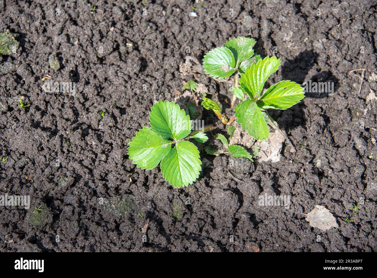 Young leaves of garden strawberry seedlings on a vegetable bed by ...