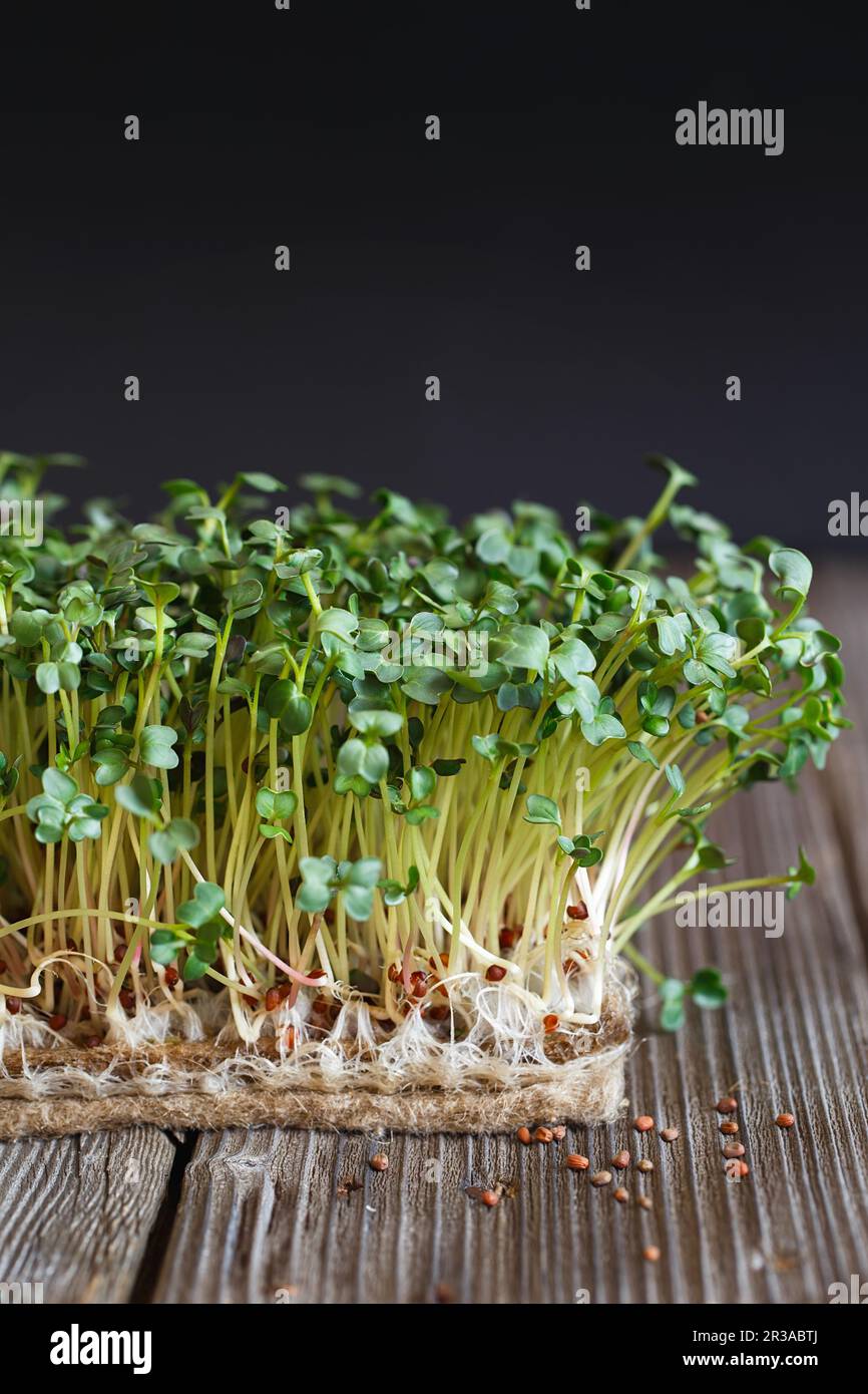 Closeup of Daikon microgreens with seeds and roots on the Jute