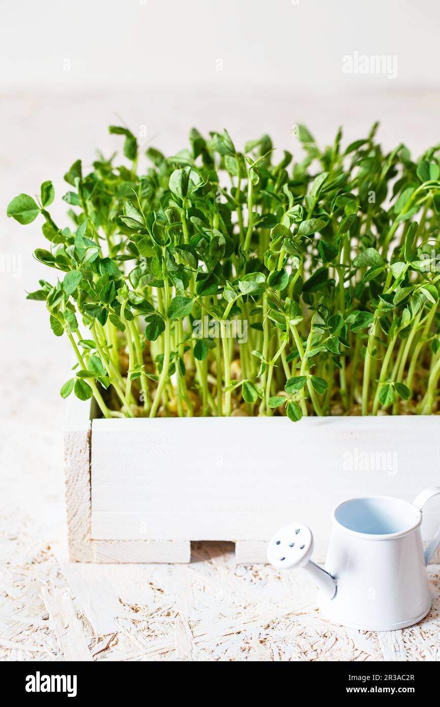 Close-up of peas microgreens in the white wooden box. Sprouting ...