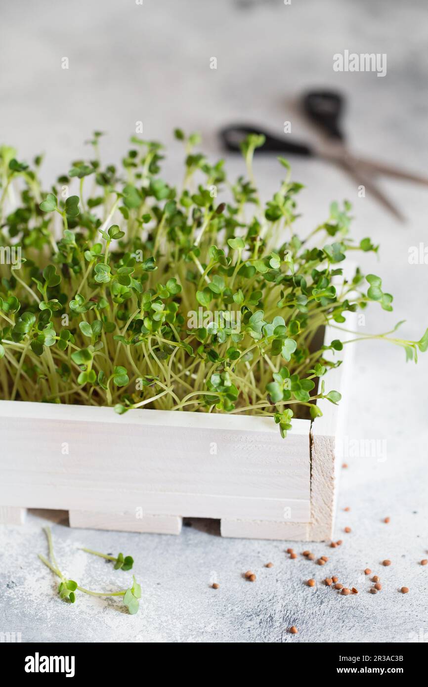 Close-up of radish microgreens in the white wooden box. Sprouting ...