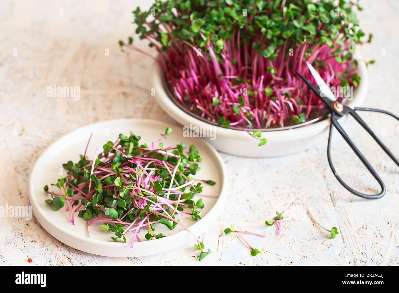 Radish microgreens. Sprouting Microgreens. Seed Germination at home