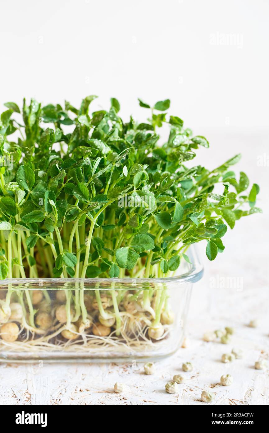 Peas microgreens with seeds and roots. Sprouting Micro greens on Jute