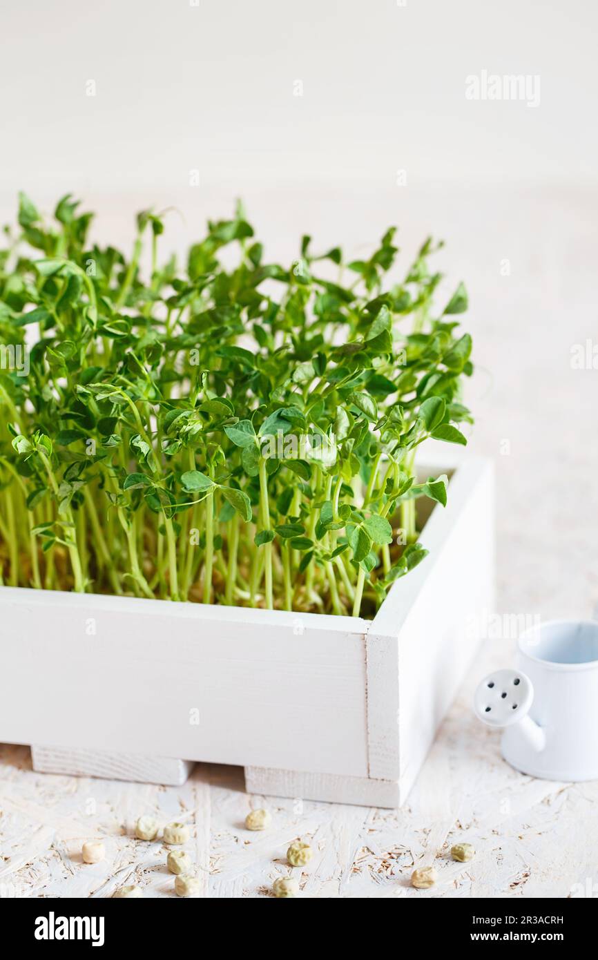 Close-up of peas microgreens in the white wooden box. Sprouting ...