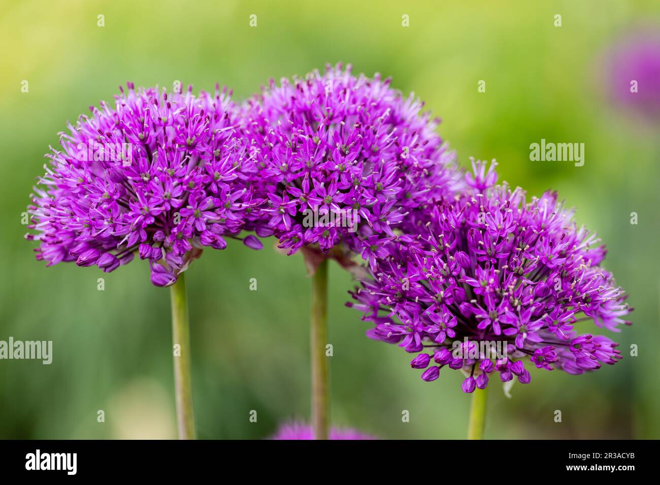 Allium Cristophii flowerheads. Stock Photo
