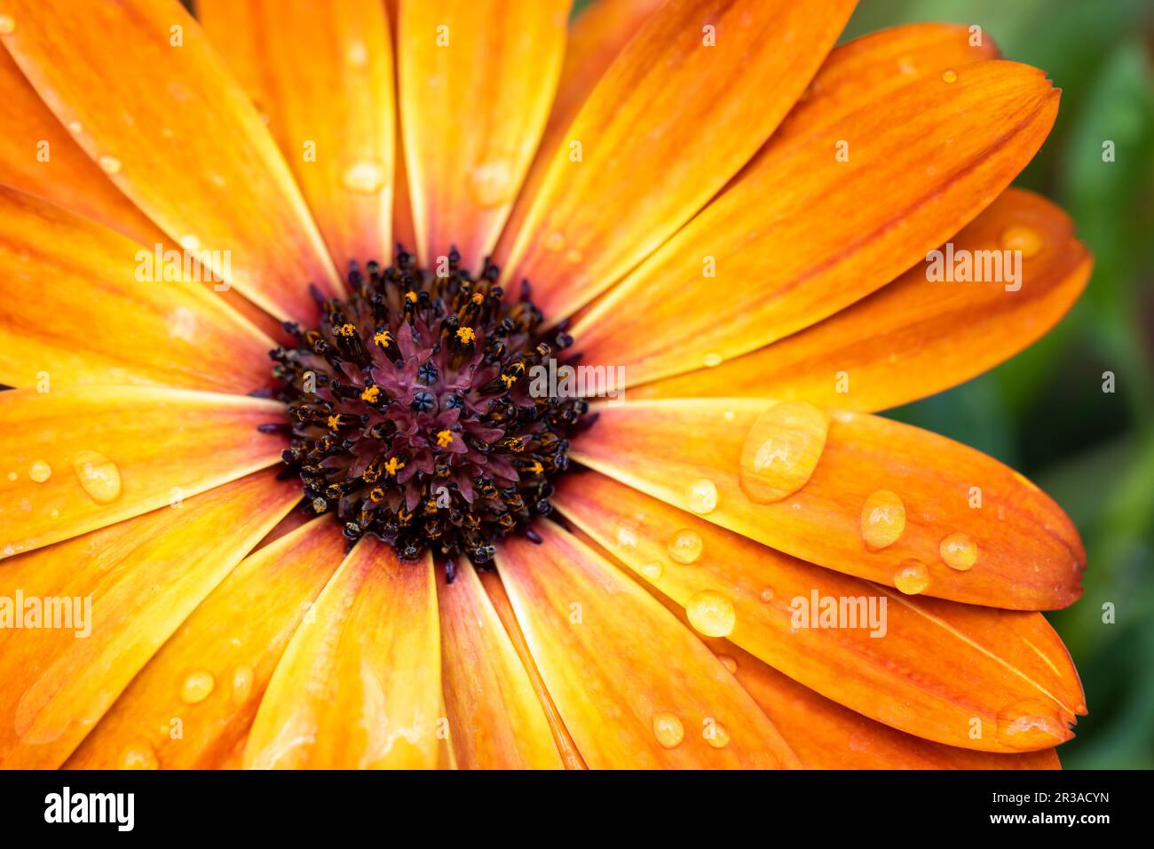 Cape Marigold Rain Daisy flower closeup. Stock Photo