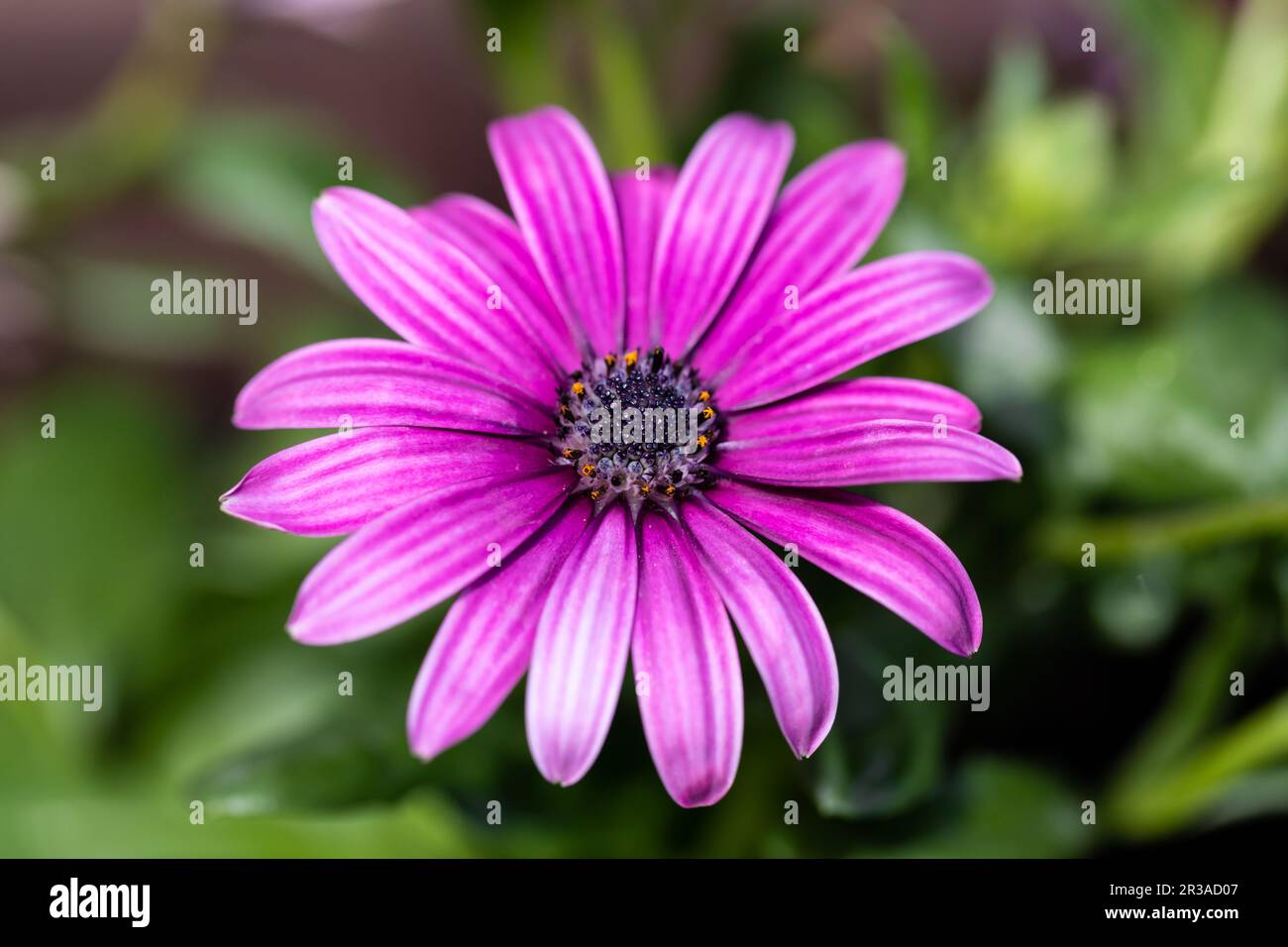 Cape Rain Daisy - Cape Marigold purple pink flower. Stock Photo