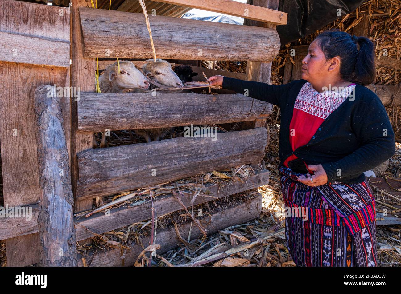 granja de corderos, proyecto financiado con microcredito, Yacón, San Sebastián Lemoa, municipio de Chichicastenango , Quiché, Guatemala, America Central. Stock Photo