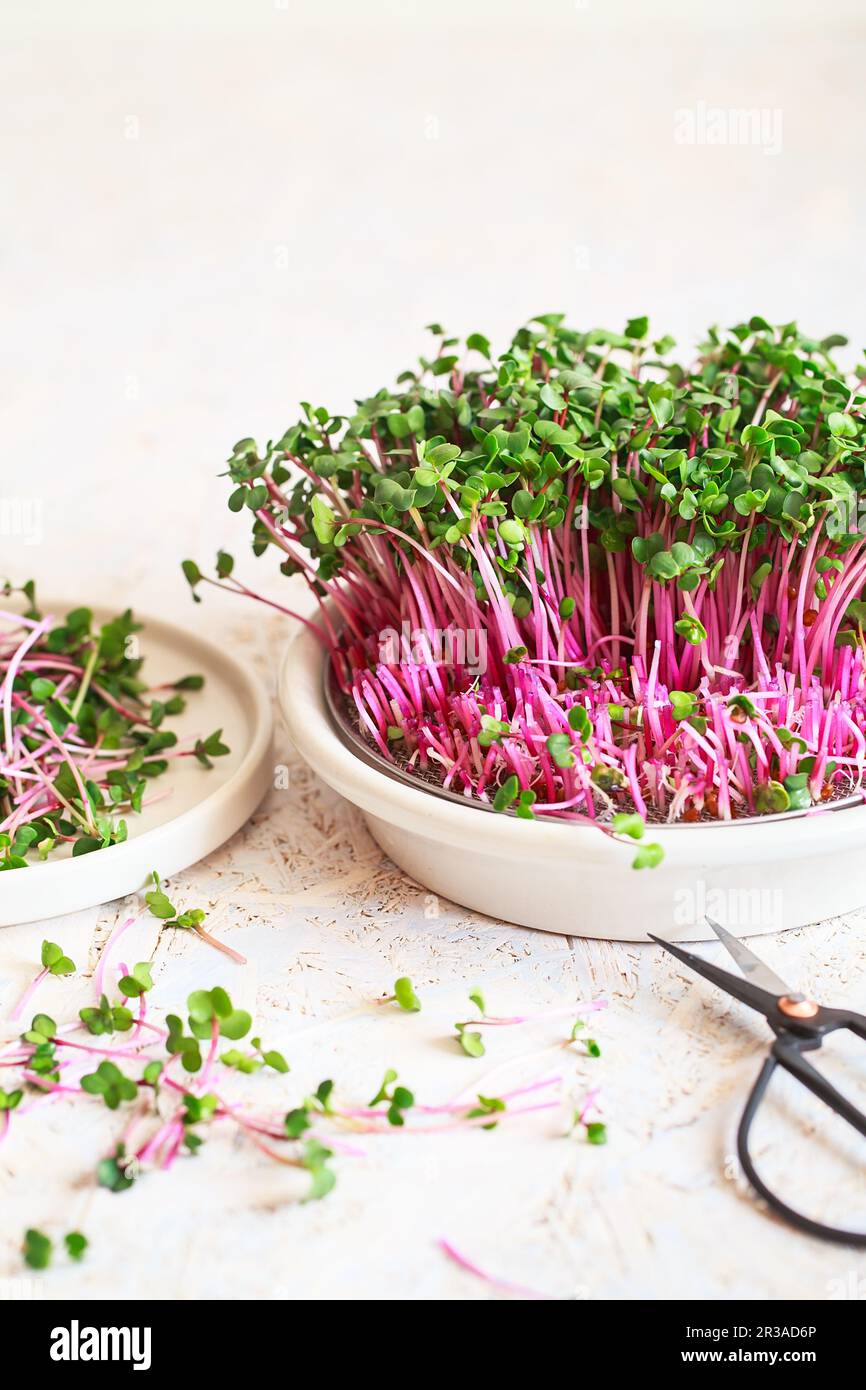 Radish microgreens. Sprouting Microgreens. Seed Germination at home. Vegan and healthy eating