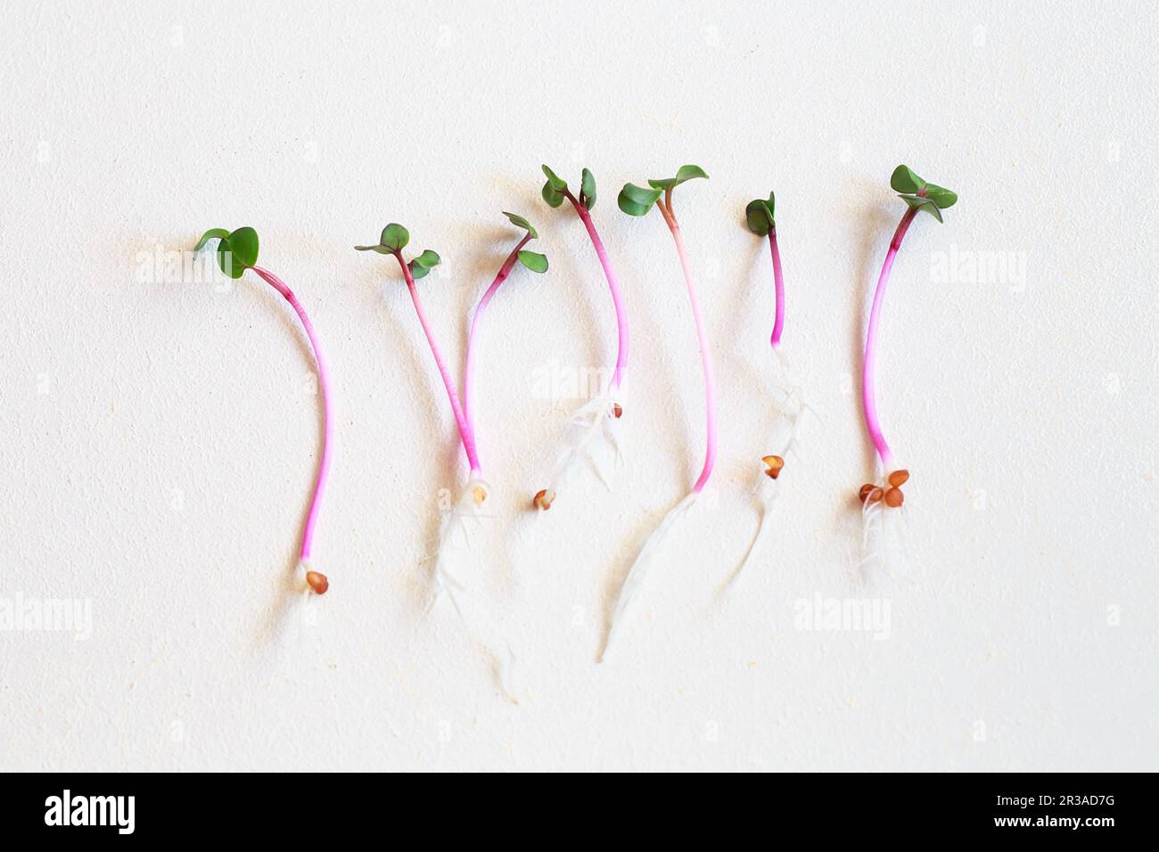 Radish microgreens. Sprouting Microgreens. Seed Germination at home