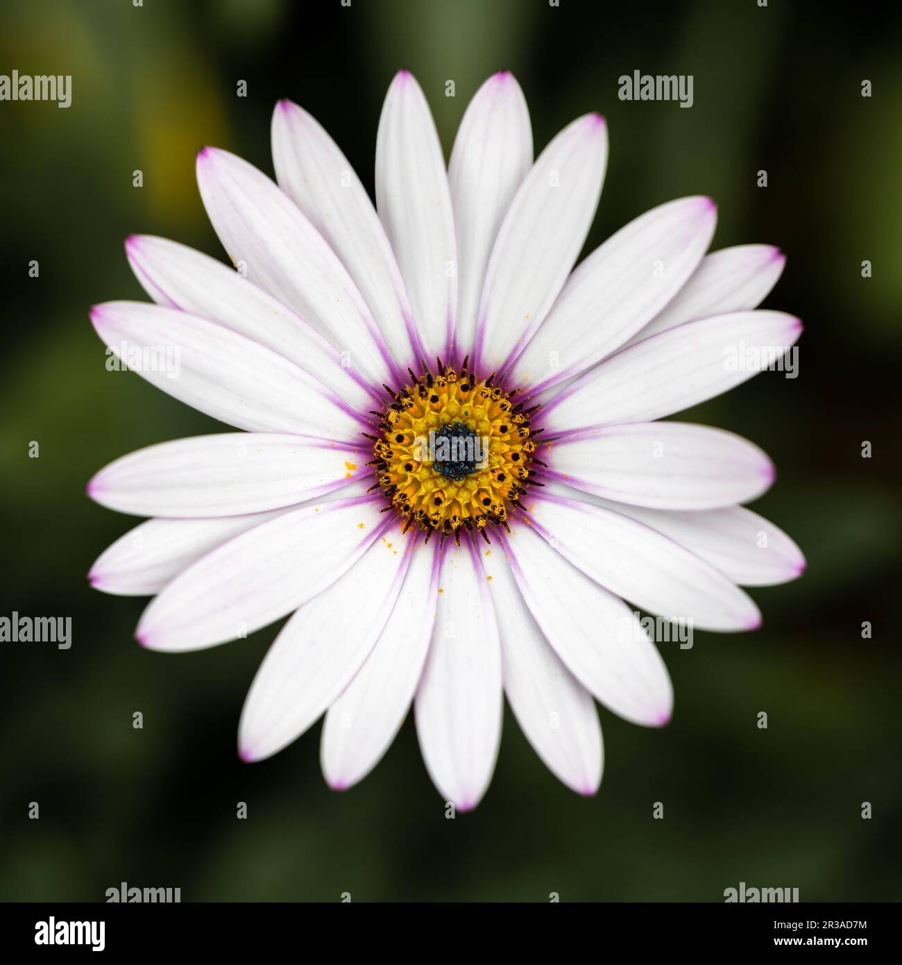 White Cape Marigold - Cape Rain Daisy flower closeup. Stock Photo