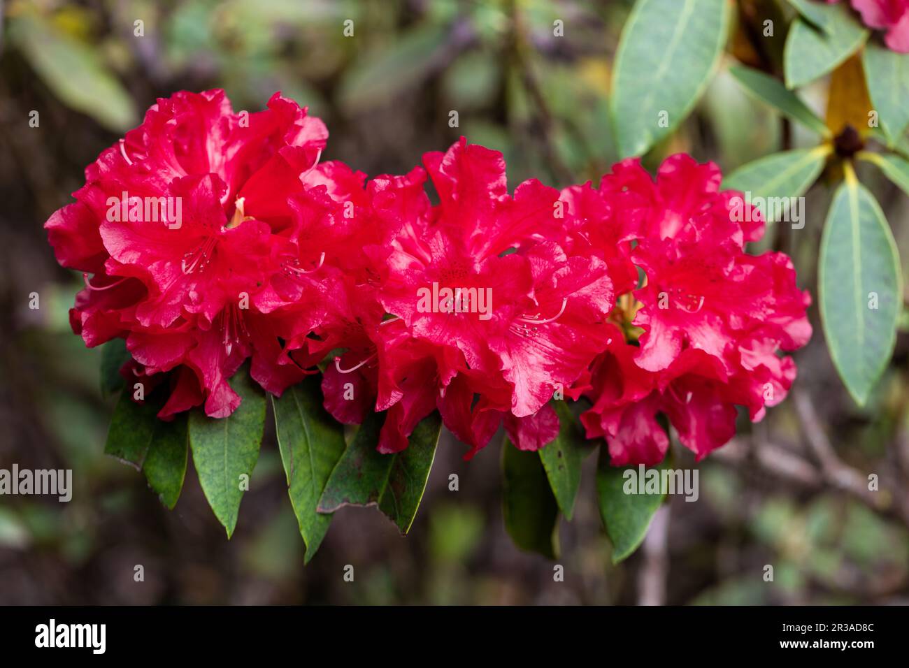 Rhododendron Black Magic crimson red flowers in springtime. Stock Photo