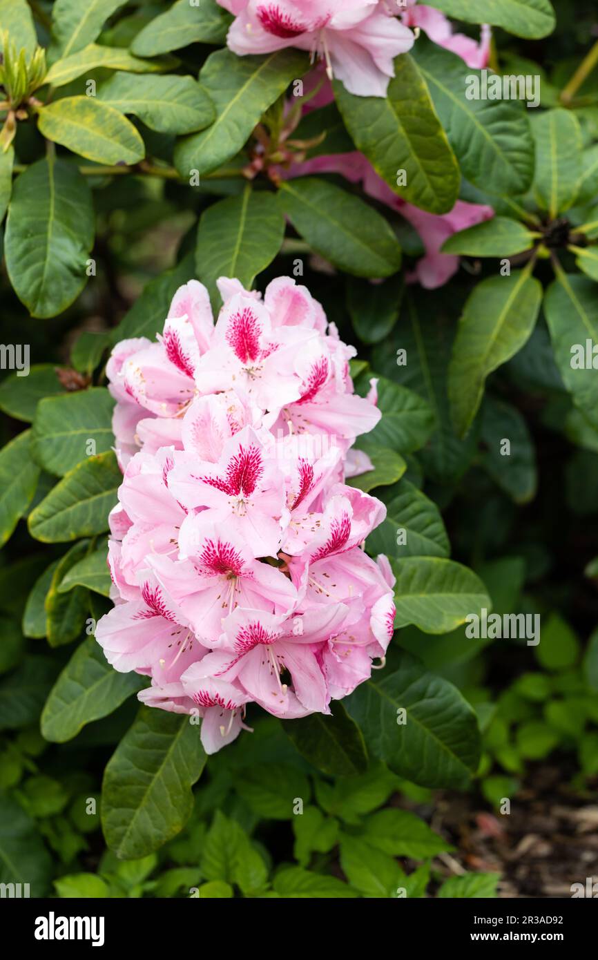 Pink Rhododendron flowers. Stock Photo