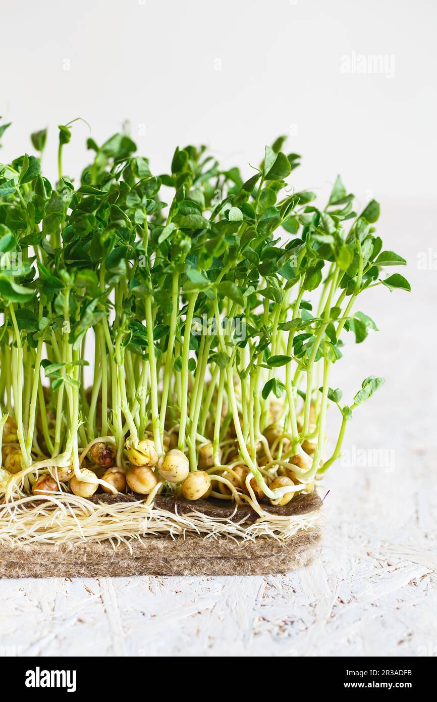 Peas microgreens with seeds and roots. Sprouting Micro greens on Jute Microgreens Grow Mats. Sprouti Stock Photo