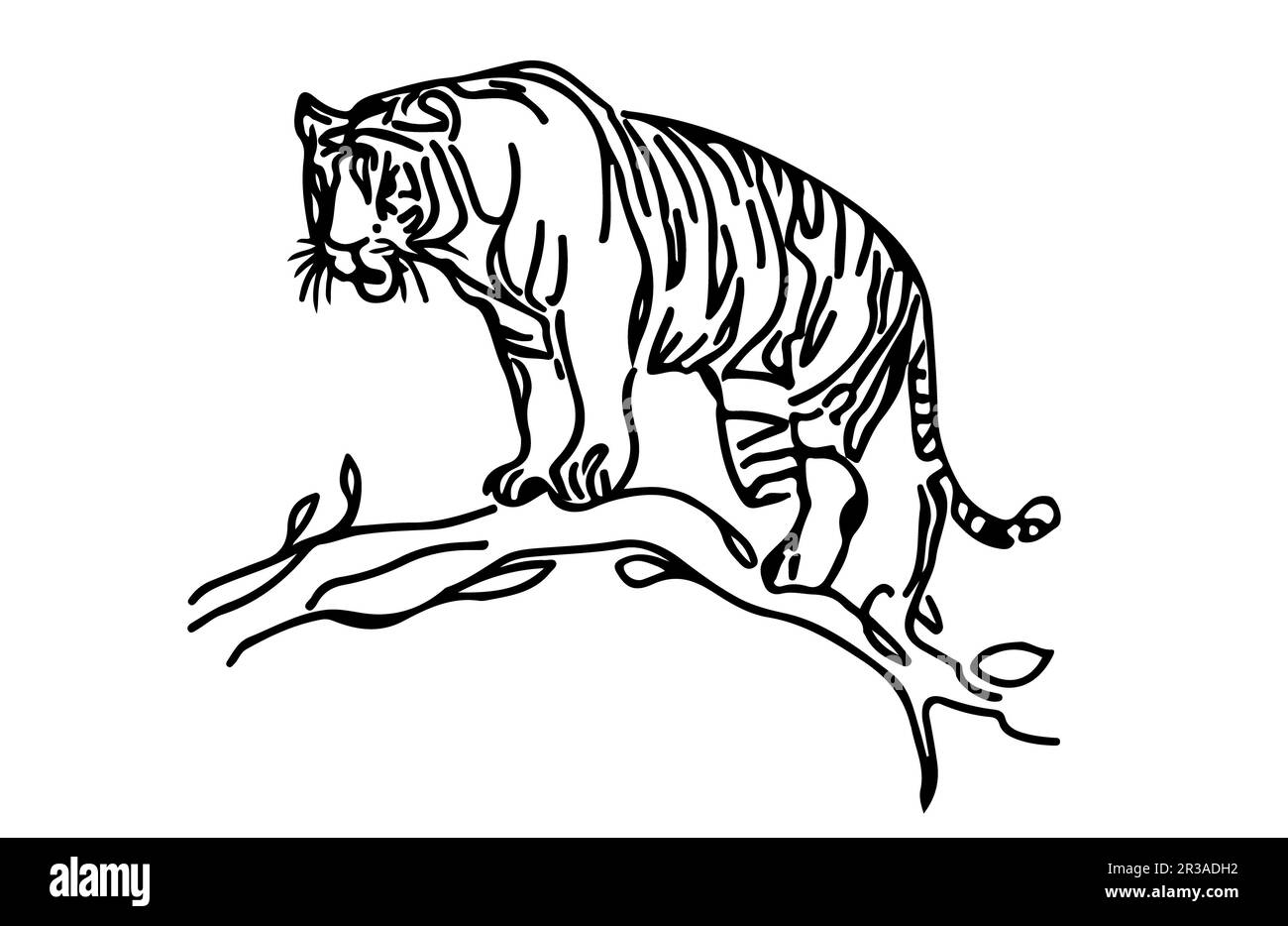 Tiger line art vector silhouette Stock Photo - Alamy