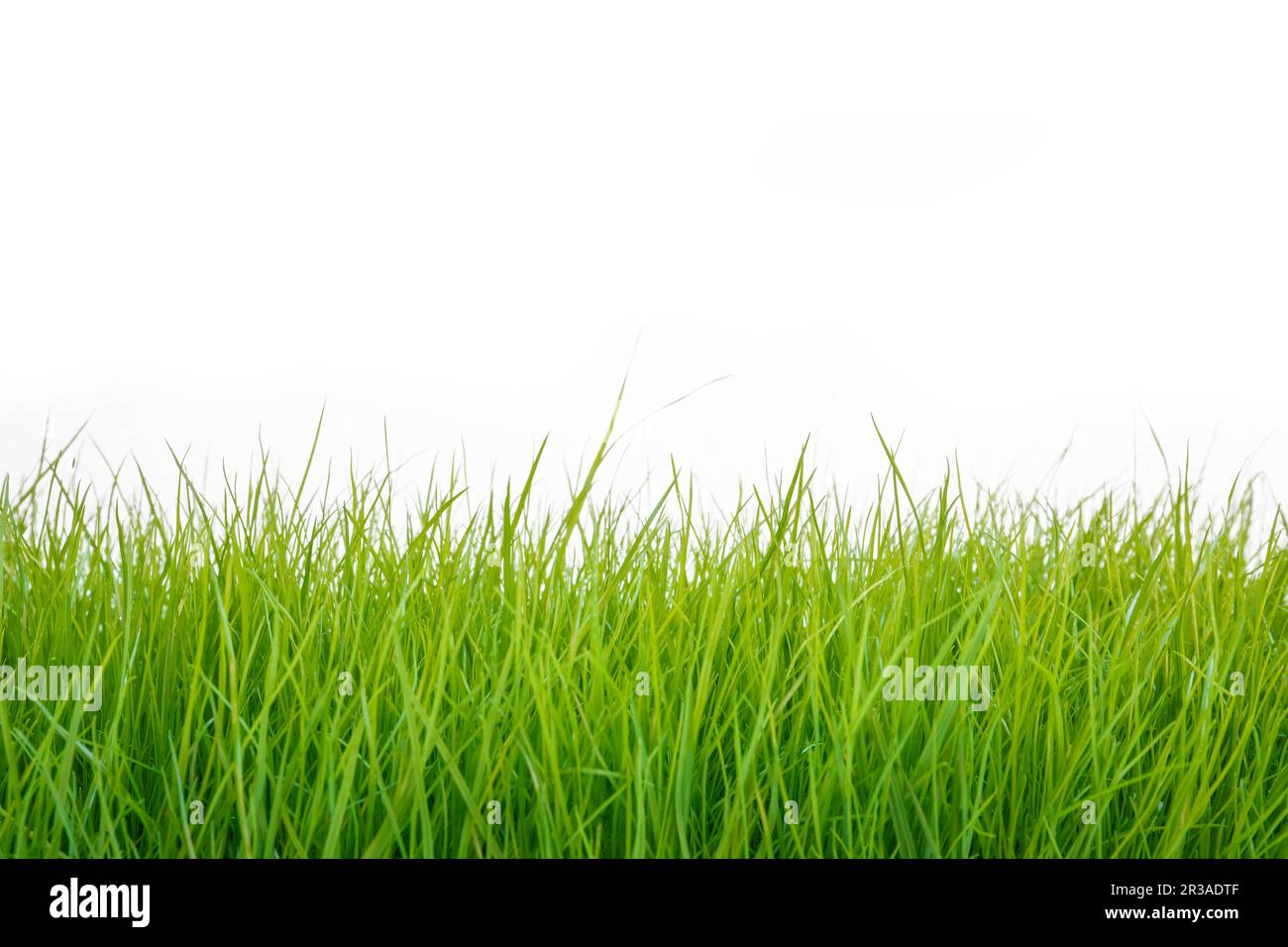Nicely grown lawan in early summer on white background Stock Photo