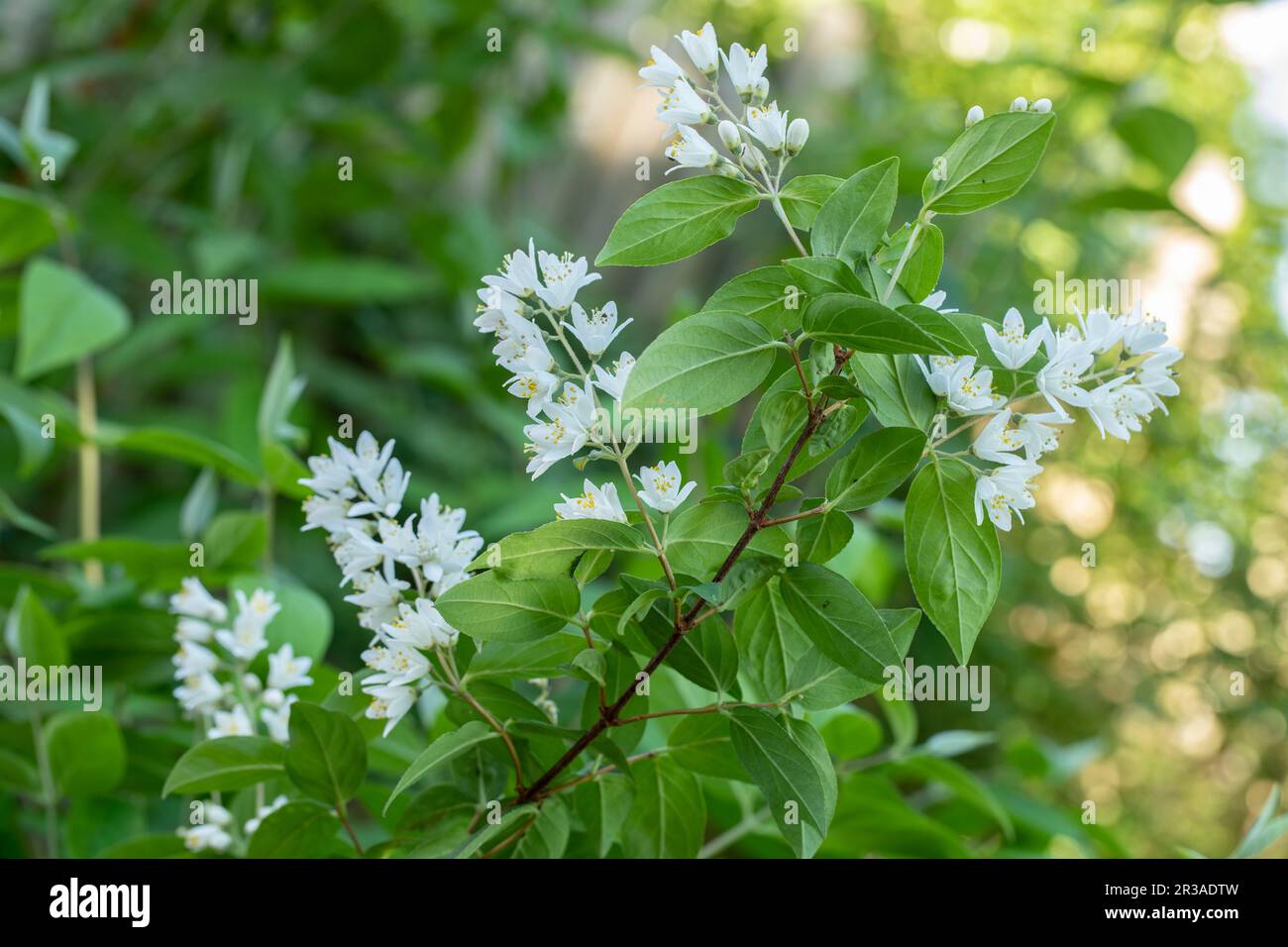 Flowering deutzia (Deutzia) in the garden, closeup Stock Photo