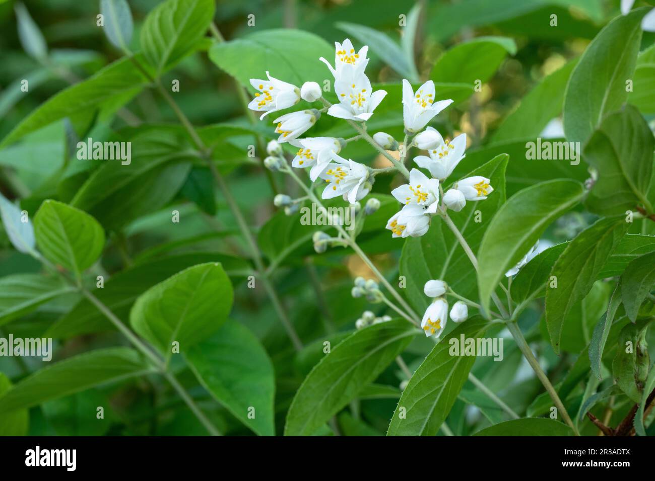 Flowering deutzia (Deutzia) in the garden, closeup Stock Photo