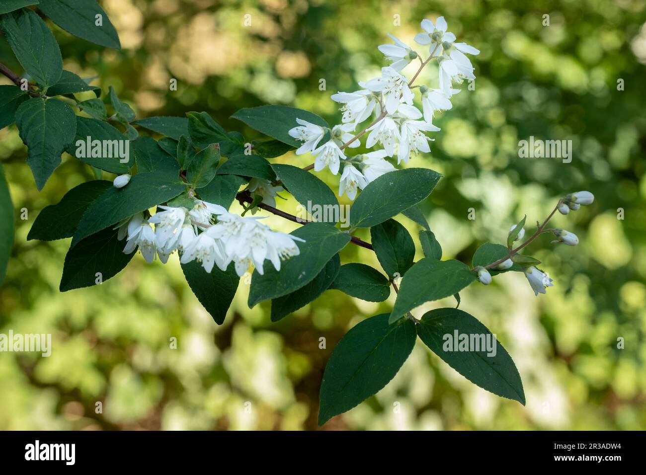 Flowering deutzia (Deutzia) in the garden, closeup Stock Photo
