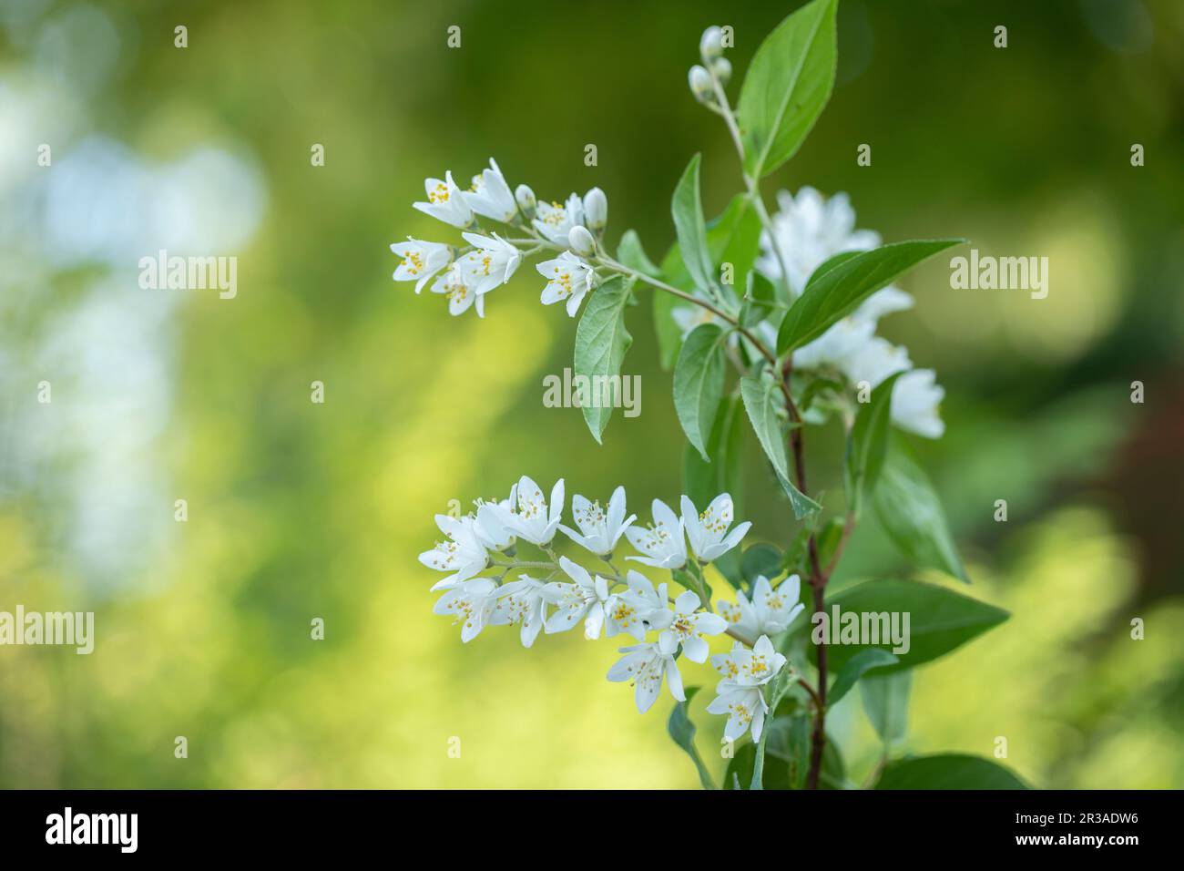 Flowering deutzia (Deutzia) in the garden, closeup Stock Photo