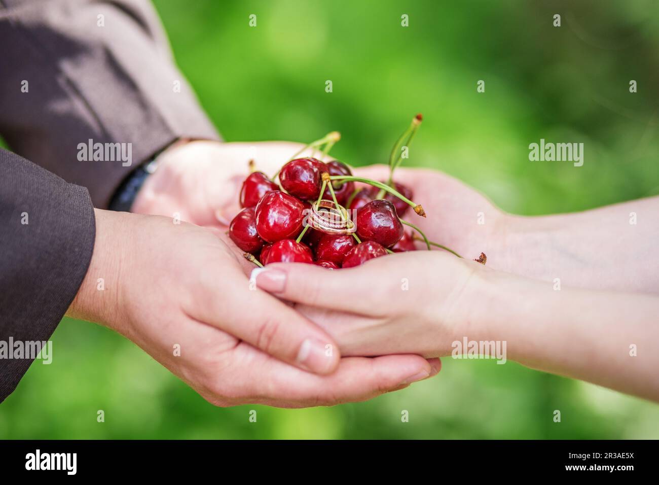 Hands of bride and groom holding a handful of cherries with wedding rings. The concept of a wedding. Stock Photo