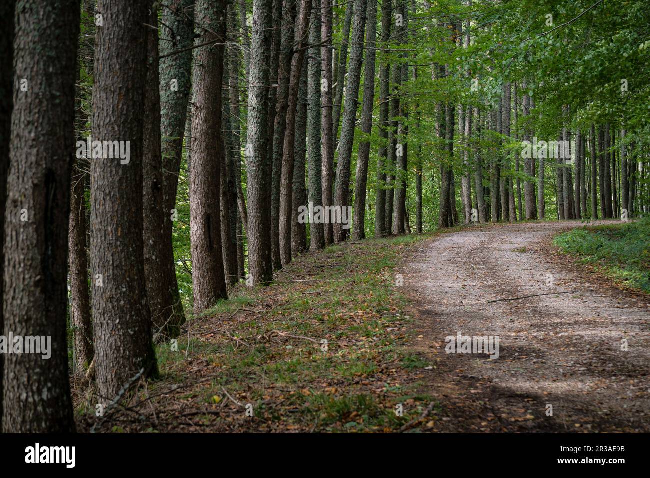 Camino del follaje del bosque hi-res stock photography and images - Alamy