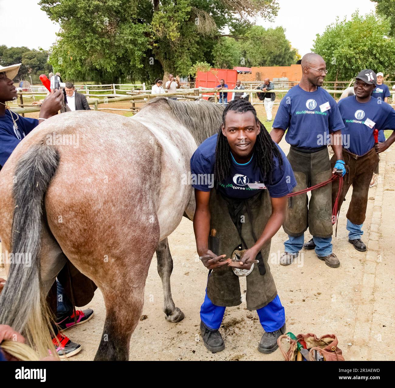 Farrier performing maintenance on old horseshoe for horse hoof Stock