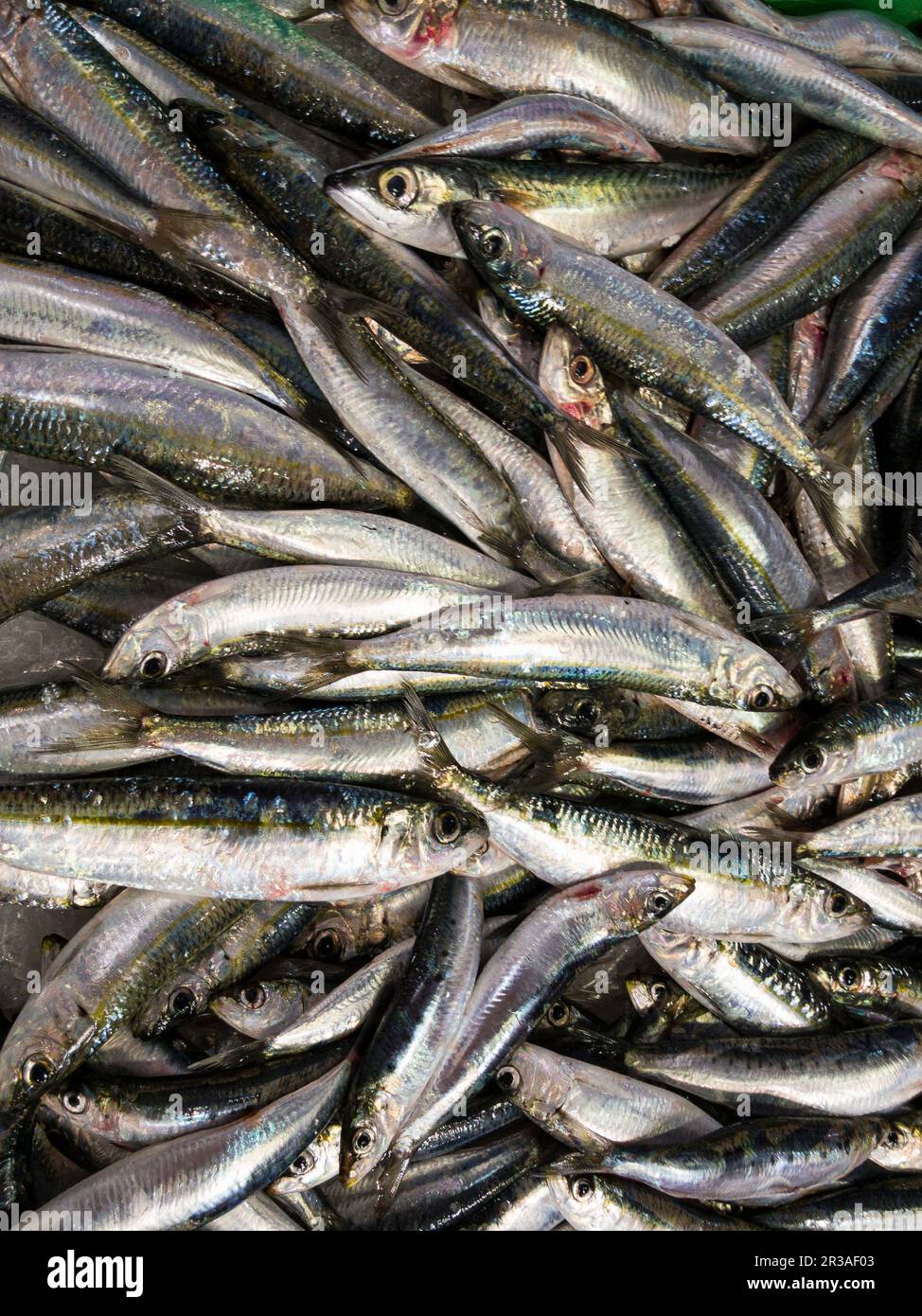 Anchovies at a fish market (full screen Stock Photo - Alamy
