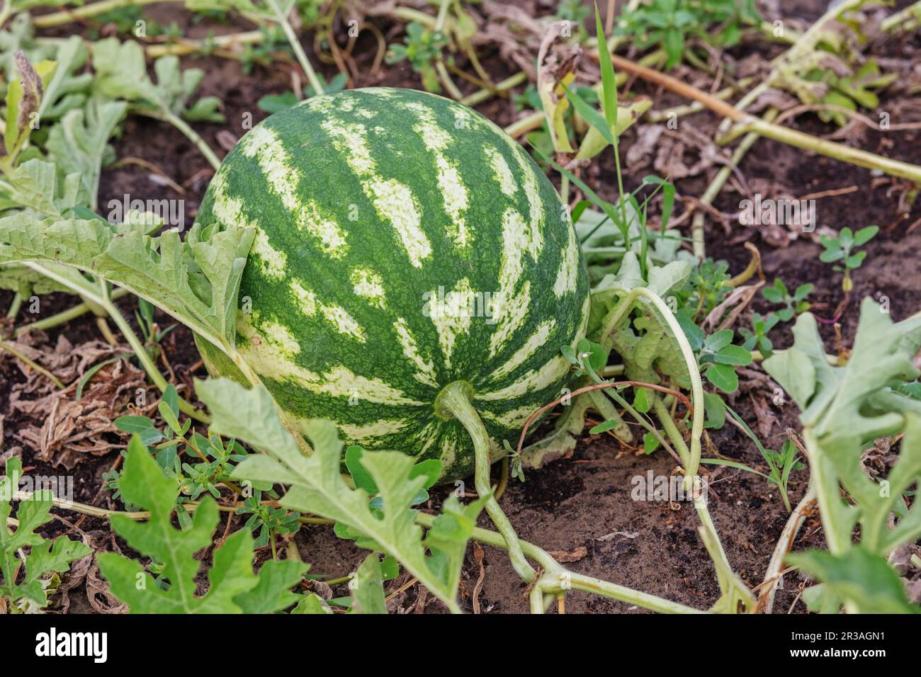 Growing watermelon on the field. Watermelon (Citrullus lanatus) in a vegetable garden Stock Photo