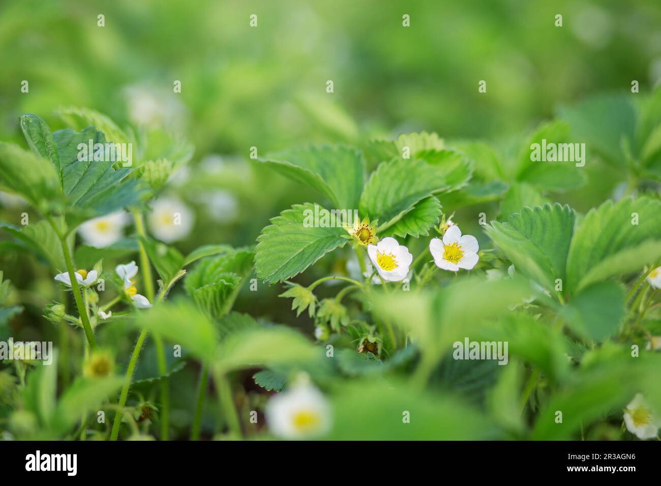 Blooming strawberries strawberry field on an organic farm. several strawberry flowers on the