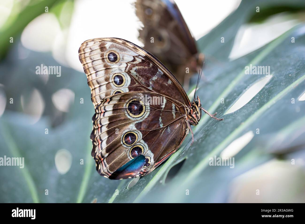 A beautiful butterfly is resting on a flower in a garden Stock Photo ...