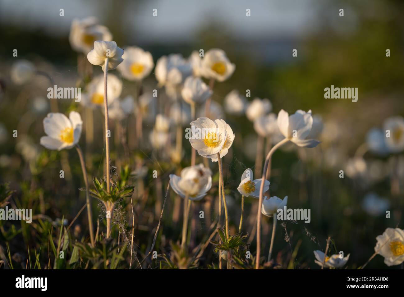 Snowdrop Anemones by the coast at the island Kassari in the Baltic Sea. Snowdrop windflower. Stock Photo