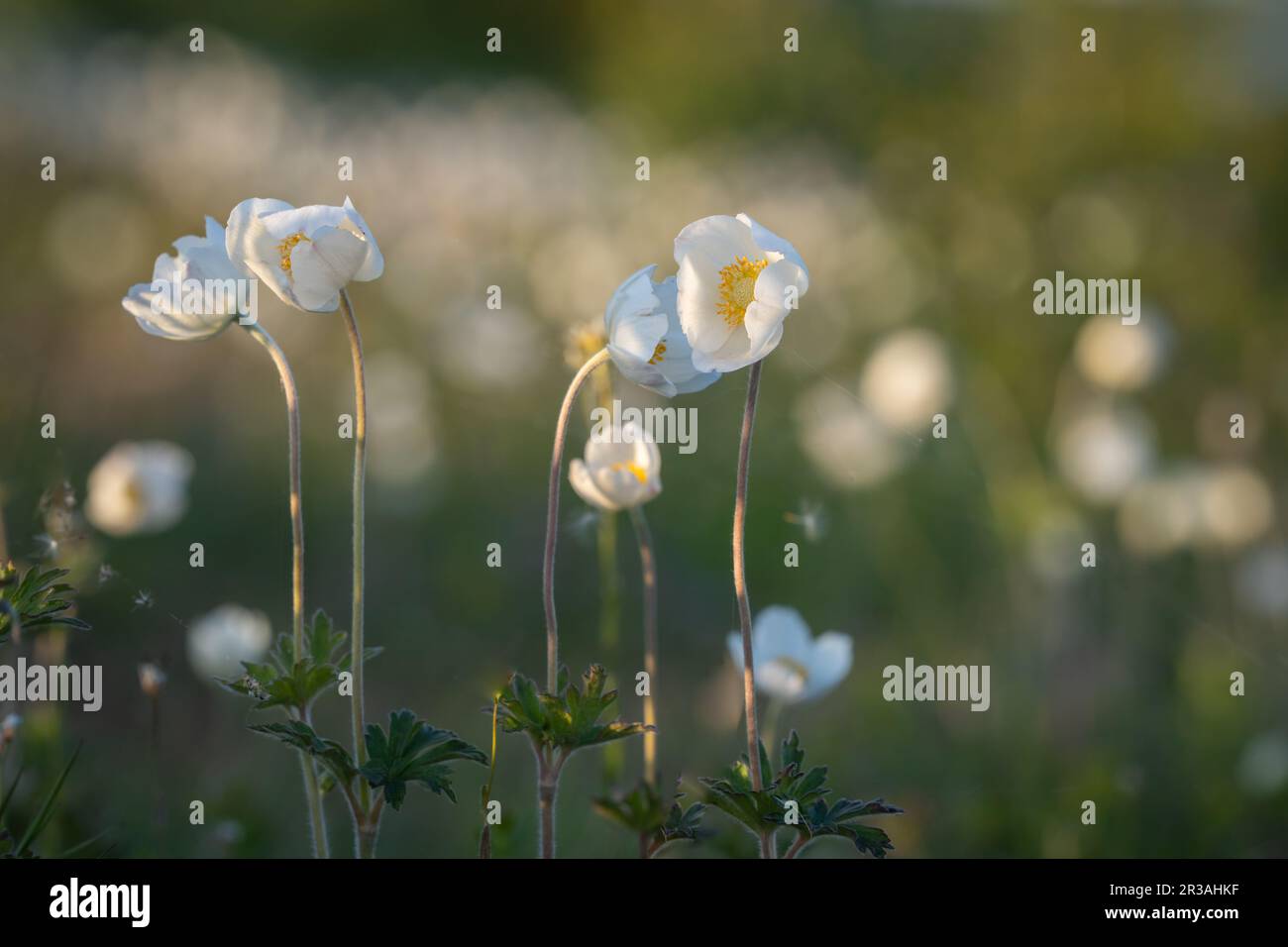 Snowdrop Anemones by the coast at the island Kassari in the Baltic Sea. Snowdrop windflower. Stock Photo