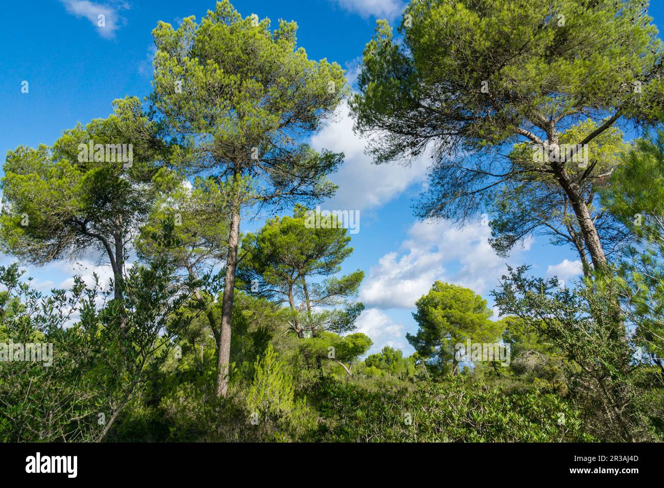pinar-savinar en las dunas de Son Real, bahia de Alcudia, Santa Margarida, Mallorca, balearic islands, spain, europe. Stock Photo