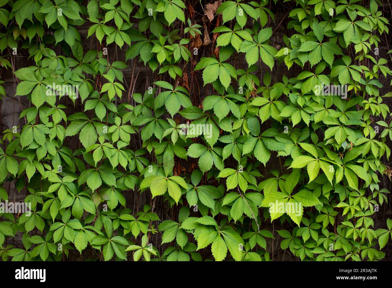Green leaf wall texture for backdrop design and eco wall Stock Photo