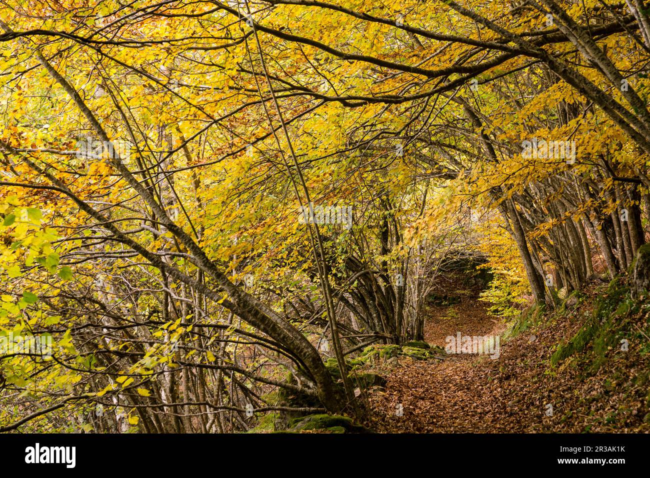 bosque de Carlac, - hayedo de Carlac-, Bausen, valle de Aran ...