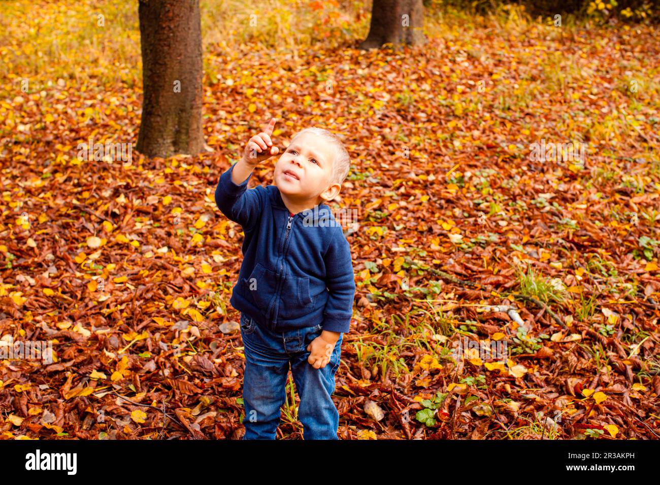 Photo of little boy in fall forest Stock Photo