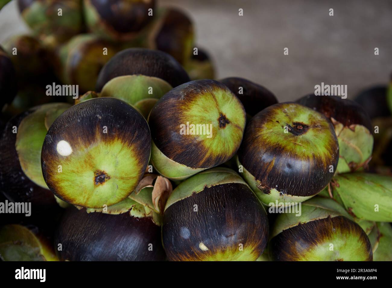 Bunch of ripe Palmyra  palm or toddy palm Stock Photo