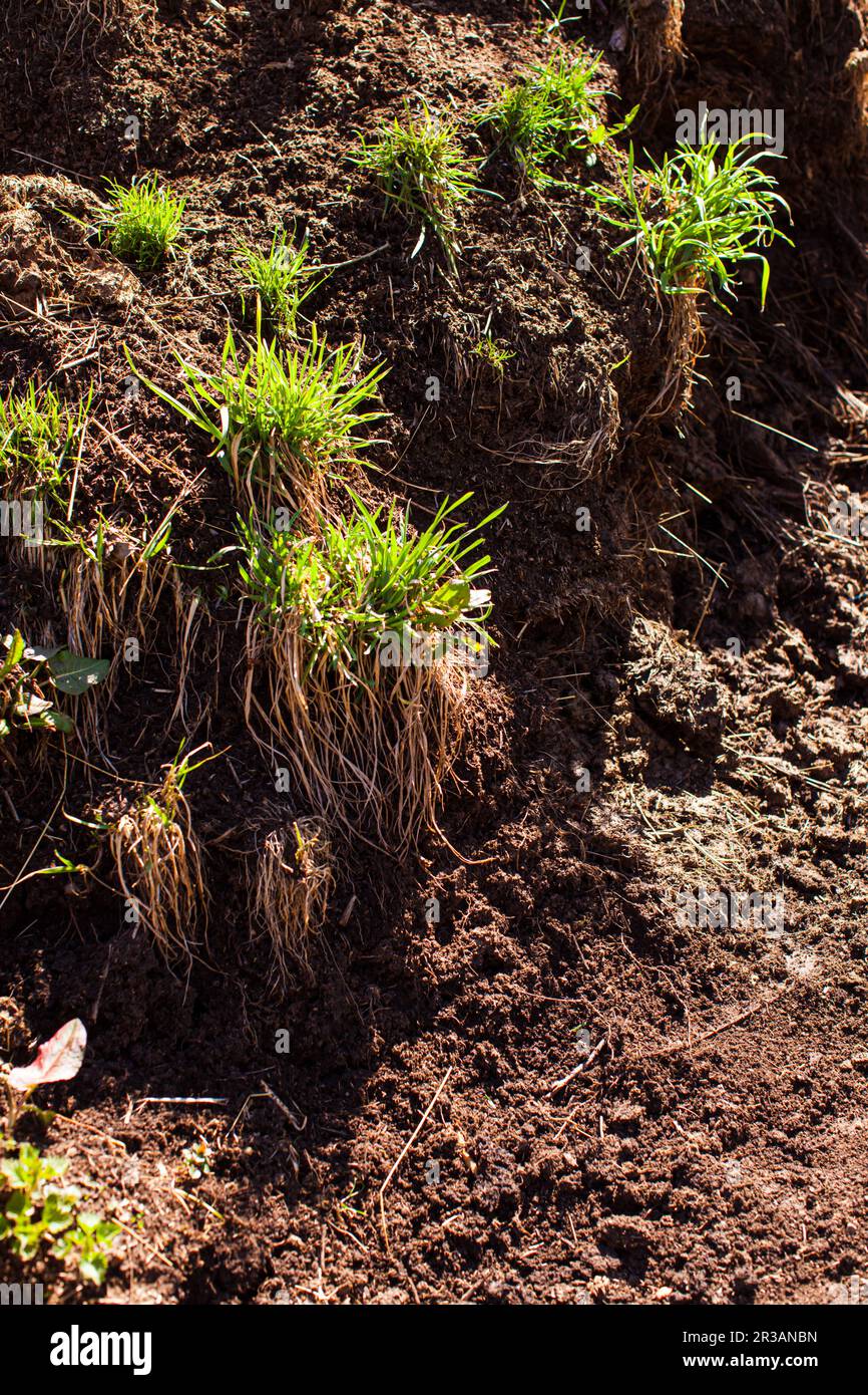 Green grass at the pile of manure cow dung Stock Photo Alamy