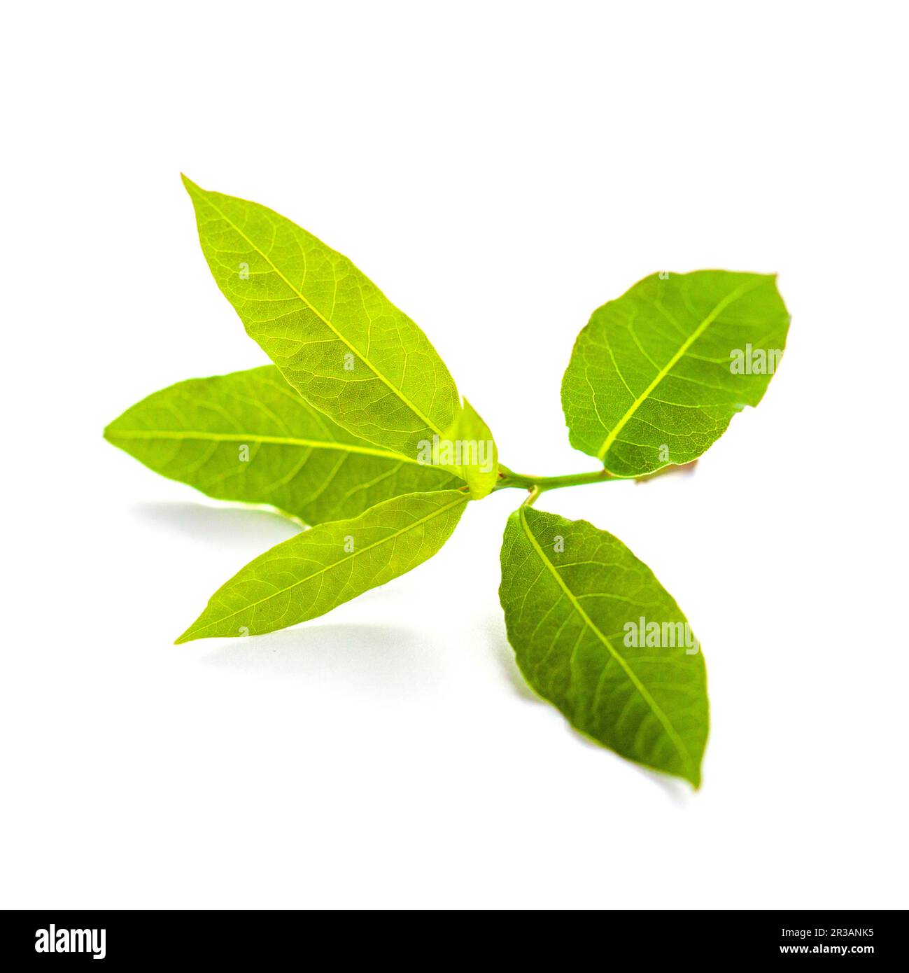 Green fresh bay leaf isolated on white background Stock Photo