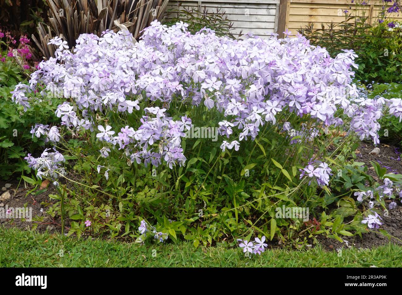 Phlox subulata. Creeping Phlox, a flowering plant native to the USA Stock Photo