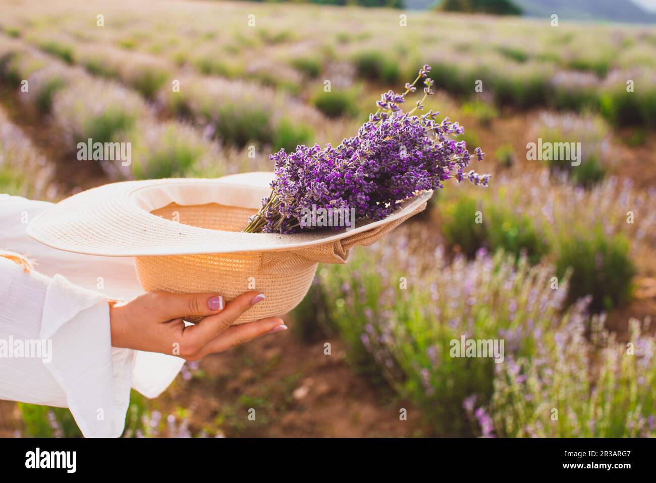 Good harvest of lavender on a country farm Stock Photo