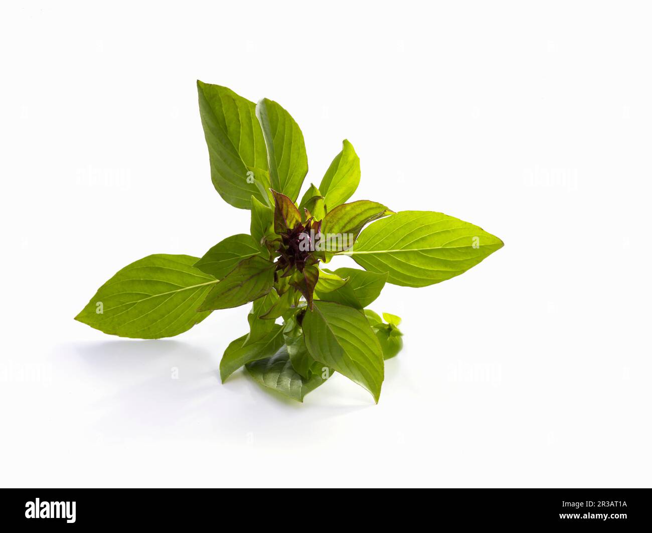 Thai basil on a white background Stock Photo Alamy