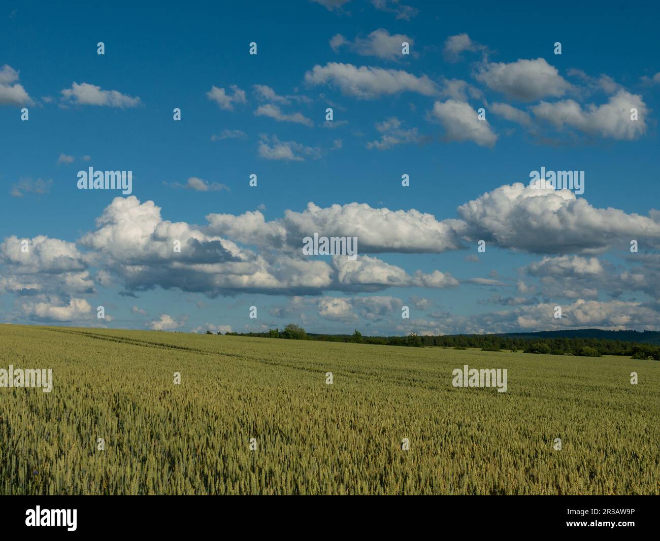 Wheat field just before the harvest Stock Photo - Alamy