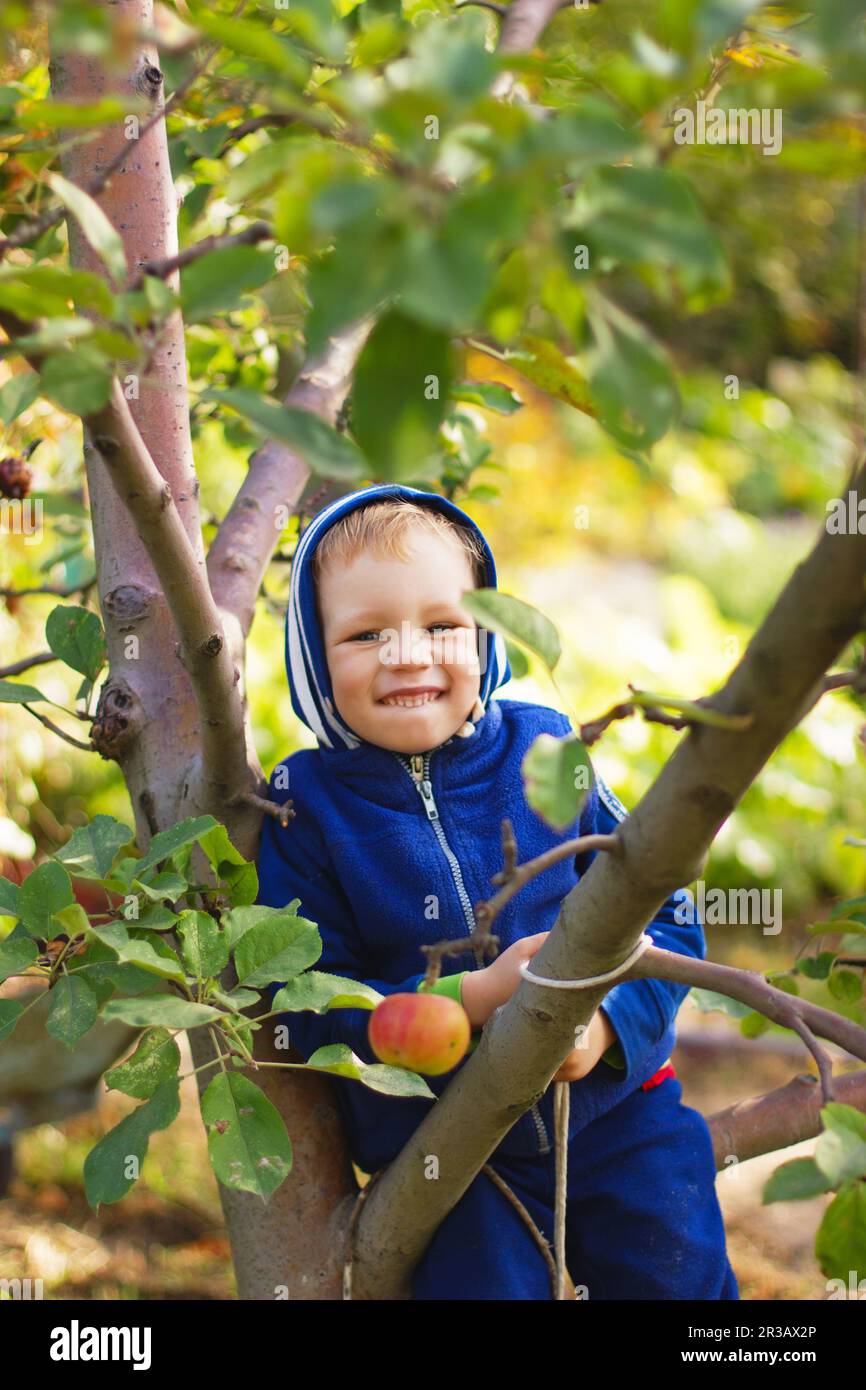 A little boy is sitting on an apple tree. Country life Stock Photo Alamy