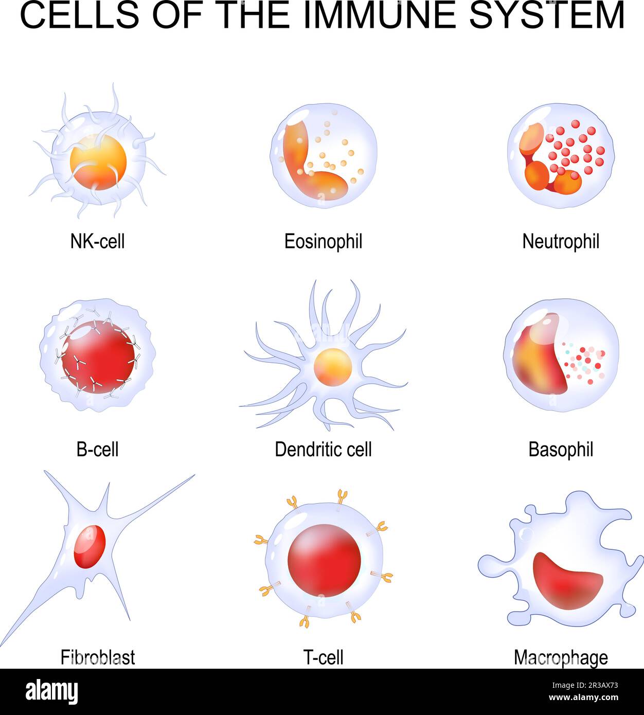 Cells of the immune system. White blood cells or leukocytes Eosinophil, Neutrophil, Basophil, Macrophage, Fibroblast, and Dendritic cell. Set of trans Stock Vector