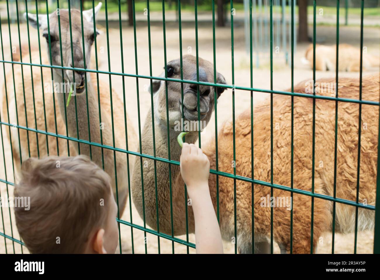 Little kid feeding big lama on an animal farm. Cute little boy feeding alpaca green beans in farm. W Stock Photo