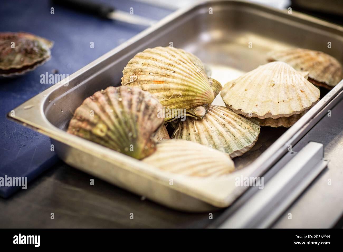 Fresh scallops Stock Photo